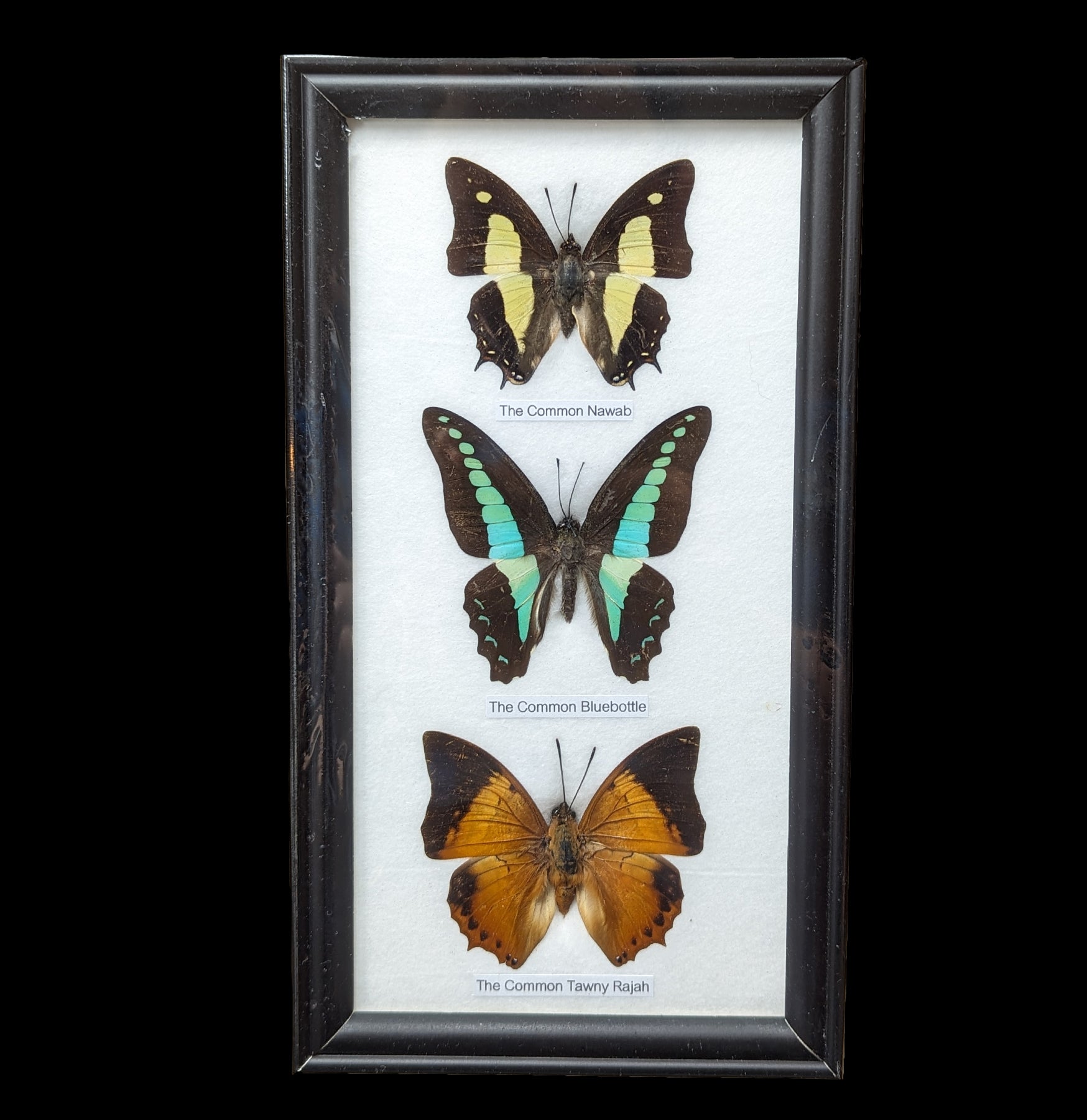 3 Framed Butterfly Specimens - Real Mounted Butterflies in Display Case for Home Decor, Classroom, or Gift