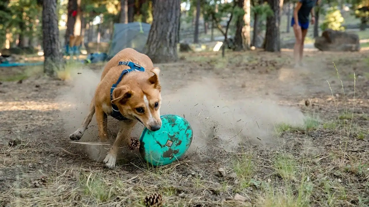 Ruffwear® Hover Craft™ Dog Disco Ball Toy - Orange (Wave Orange) for Interactive Play & Fetch Games - Perfect for Indoor & Outdoor Fun with Your Pet