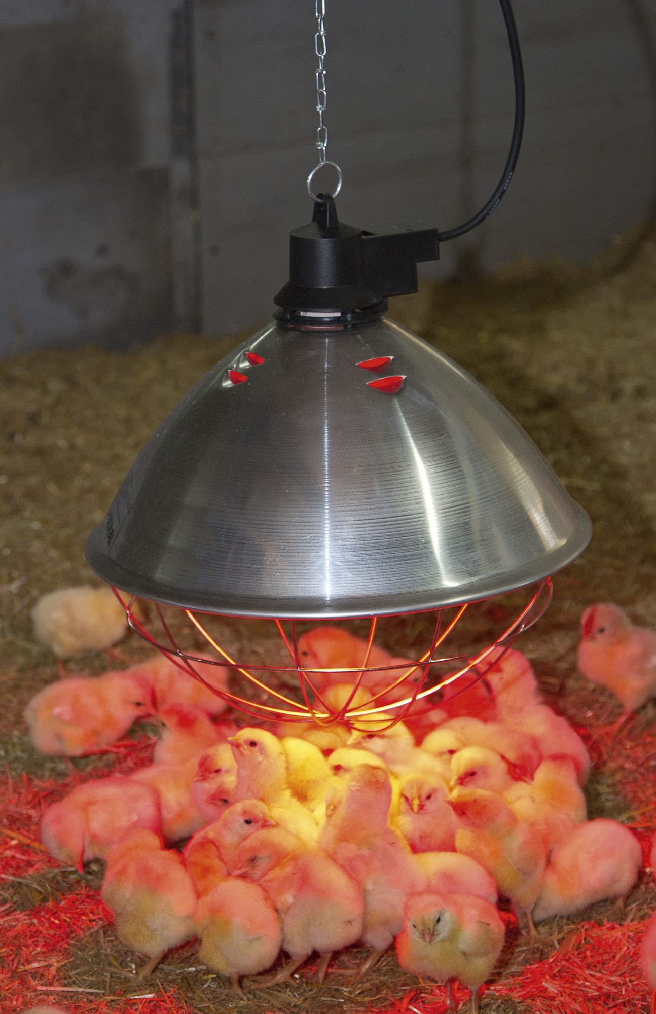 4 Pack Heat Lamps for Reptiles - 250W Infrared Bulbs for Terrariums, Chicken Coops & Pet Warming - Perfect for Bearded Dragons, Turtles & Chicks