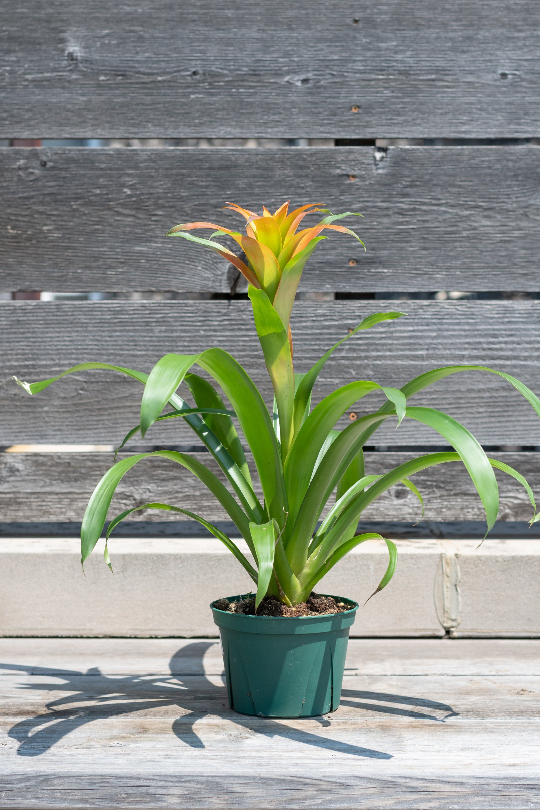 Bromeliad Guzmania Hybrid 6