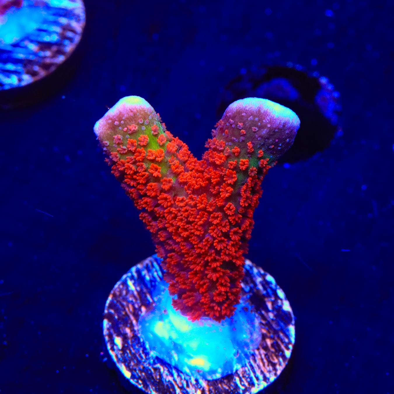Premium Forest Fire Digitata Montipora Coral for Saltwater Aquariums - Vibrant Red & Orange SPS Coral for Reef Tanks & Marine Aquascaping