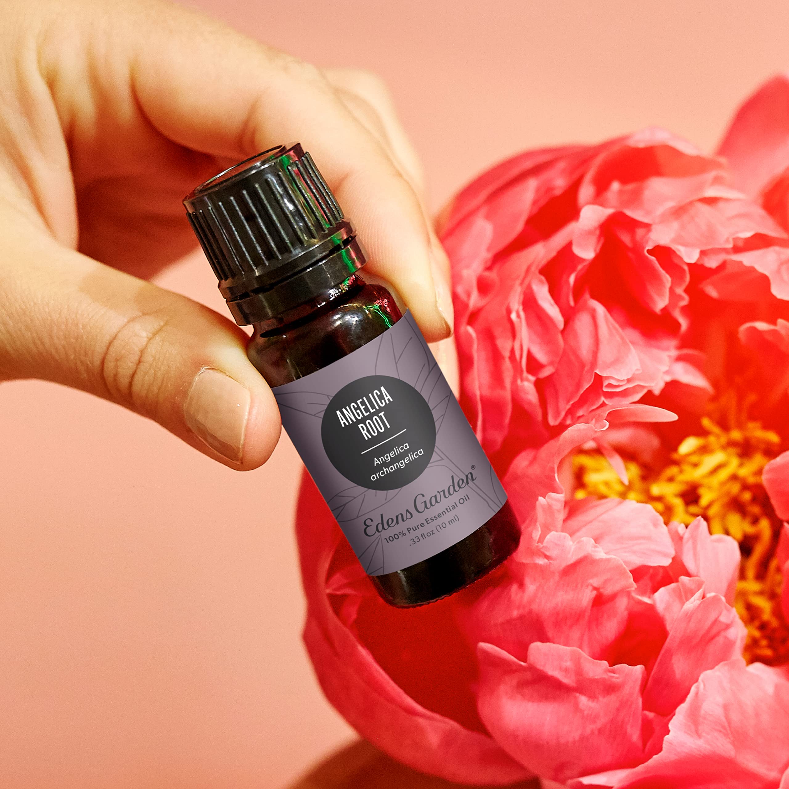 Edens Garden Angelica Root Essential Oil - 100% Pure, Undiluted, Therapeutic Grade for Aromatherapy | Best for Diffusers, Candles, Laundry & Safe for Kids | 30ml (1 fl oz) | Relaxation, Stress Relief & Home Fragrance