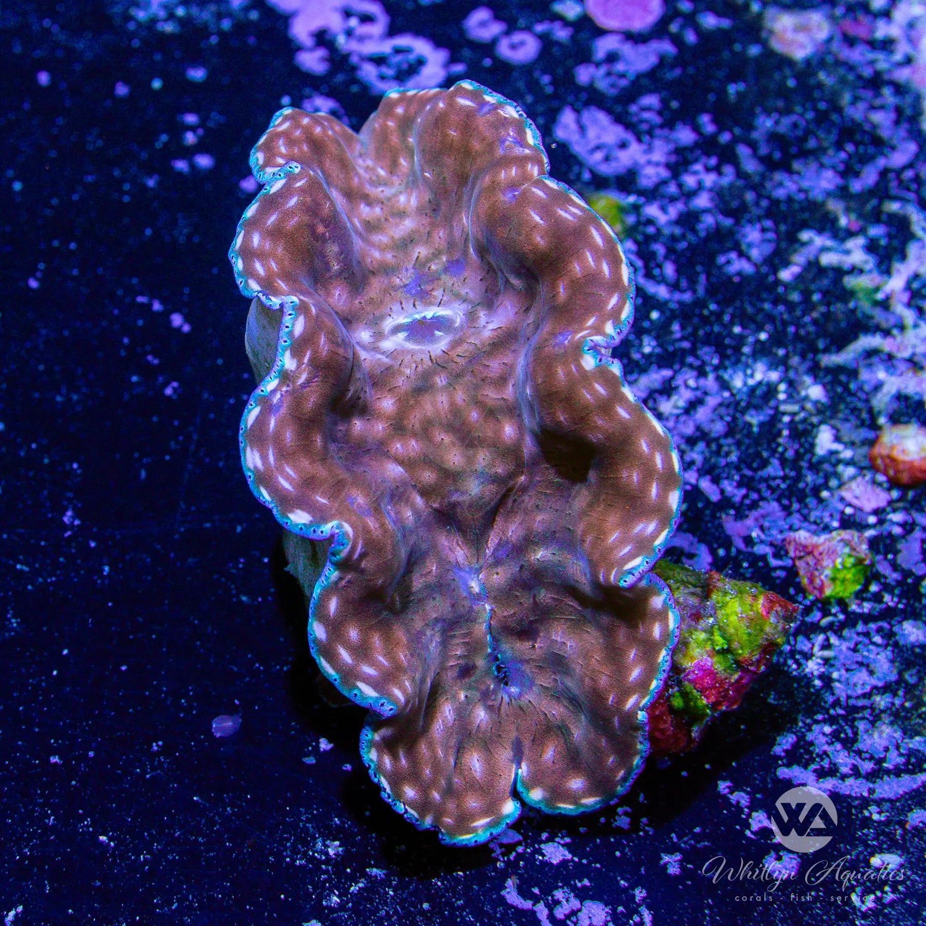ORA Derasa Clam (G5) - Live Saltwater Aquarium Clam (~3 Inch) | WYSIWYG | Perfect for Reef Tanks & Marine Aquascaping