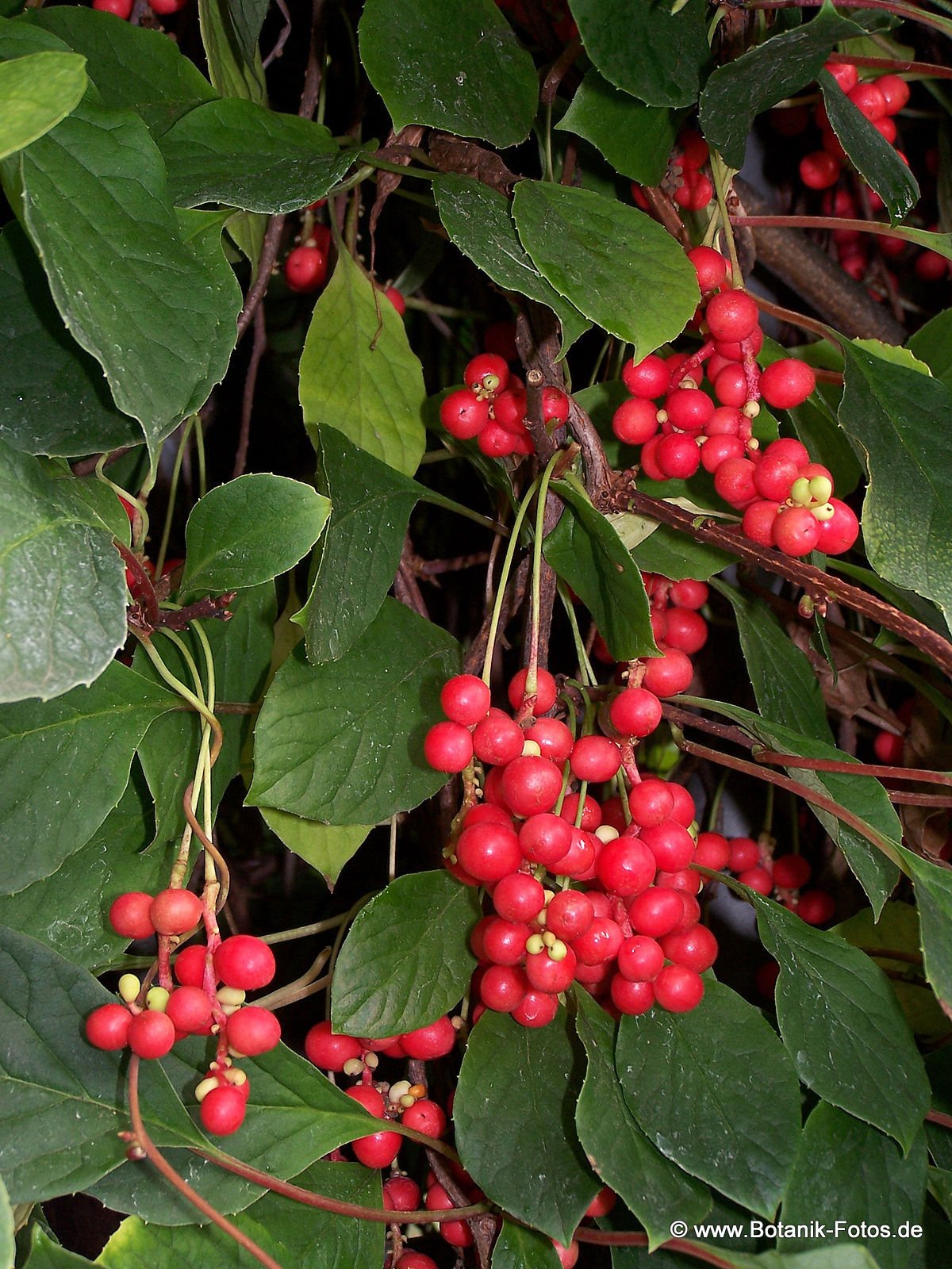 Premium Schisandra Chinensis Seeds (20 Count) - Organic Chinese Magnolia Vine for Home Gardening, Edible Fruit & Herbal Tea | Grow Your Own Superfood for Health & Wellness