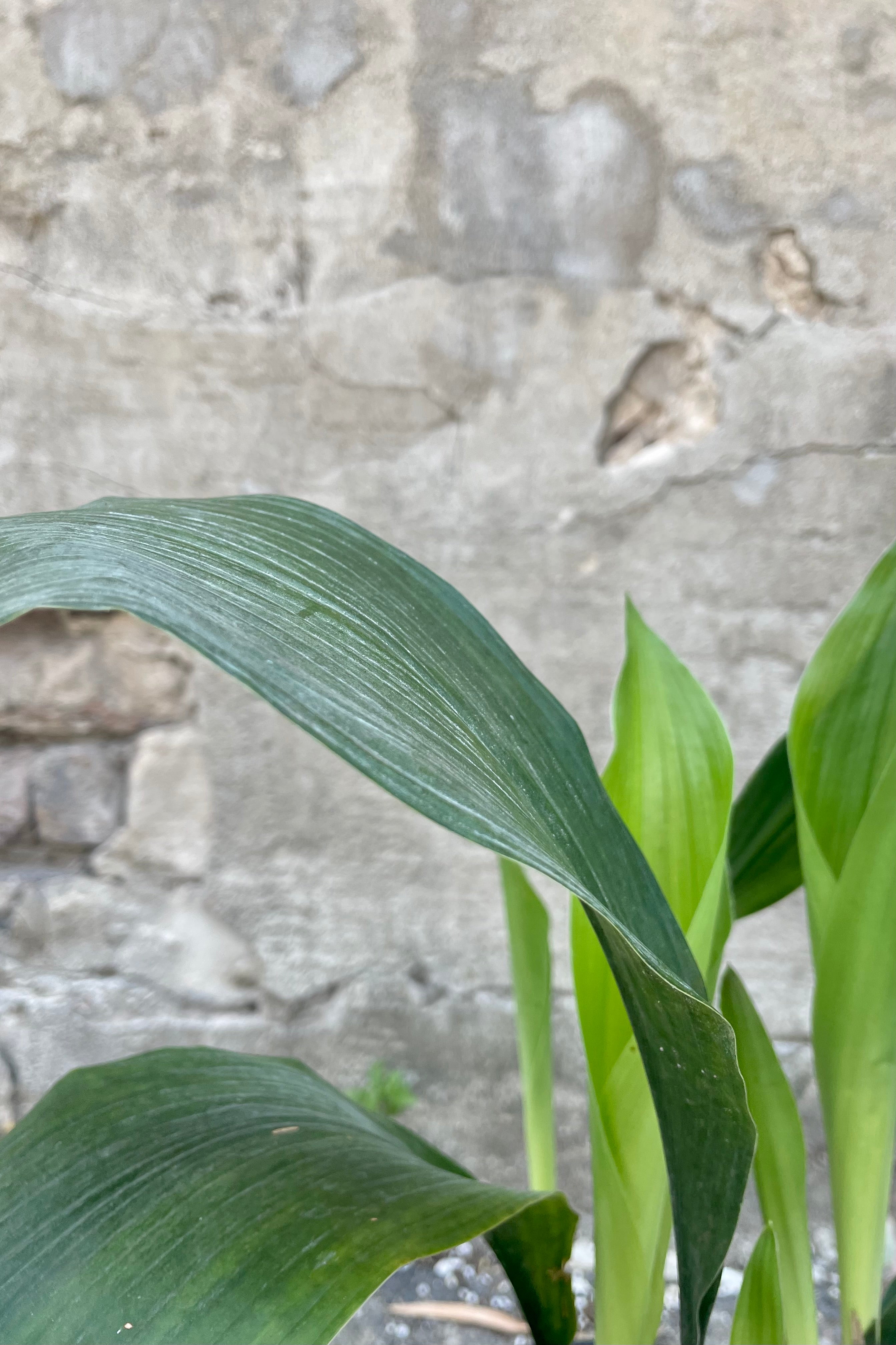 Aspidistra 6 Pack - Hardy Indoor Cast Iron Plants for Low Light Spaces - Perfect for Home, Office, and Shaded Garden Decor