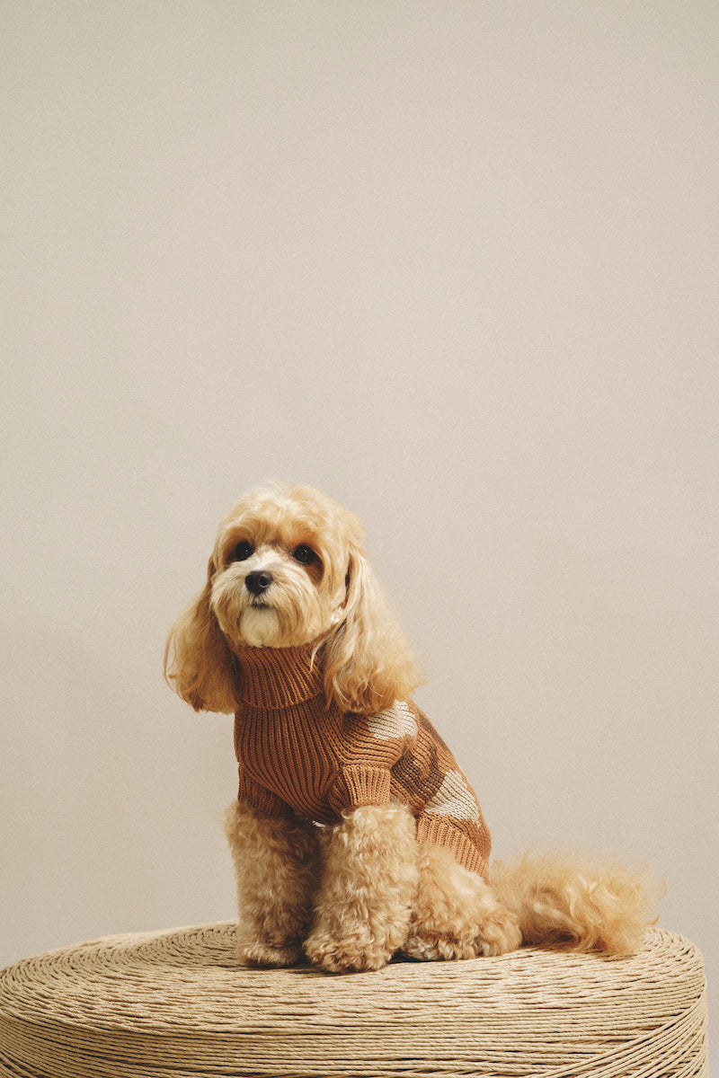 Dog Cardigan Sweater - Soft Pony Cotton Knit for Small Dogs - Cozy Winter Wear for Indoor & Outdoor Use