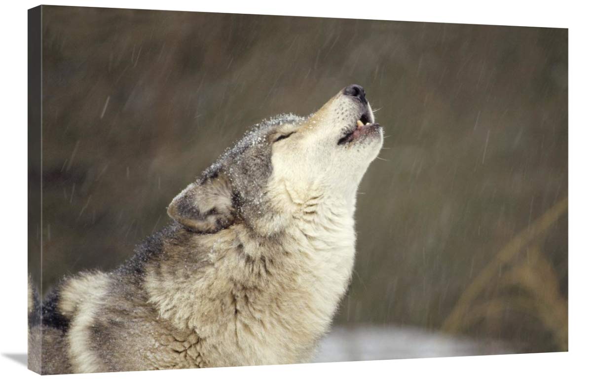 24 x 36 Inches Timber Wolf Howling Art Print - North American Wildlife Wall Decor by Gerry Ellis | Perfect for Living Room, Office & Cabin Decor